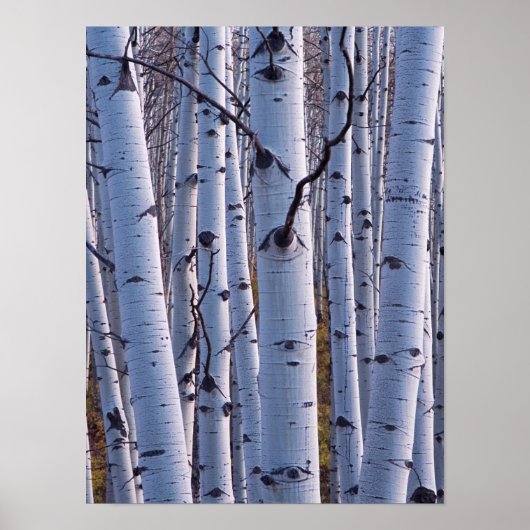 Aspens In Gunnison National Park ポスター (正面)