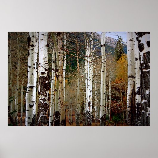Aspens in the Mountains Poster ポスター (正面)