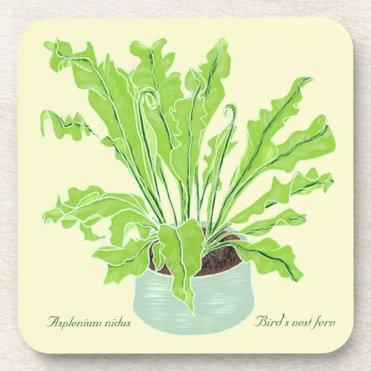 Asplenium Bird's nest fern – オレンジのスケッチ。 コースター (正面)