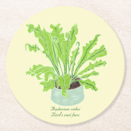 Asplenium Bird's nest fern – オレンジのスケッチ。 ラウンドペーパーコースター