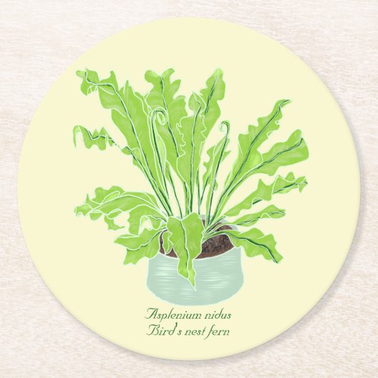 Asplenium Bird's nest fern – オレンジのスケッチ。 ラウンドペーパーコースター (正面)