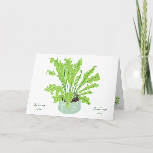 Asplenium Bird's nest fern – 白のスケッチ。 カード (正面)