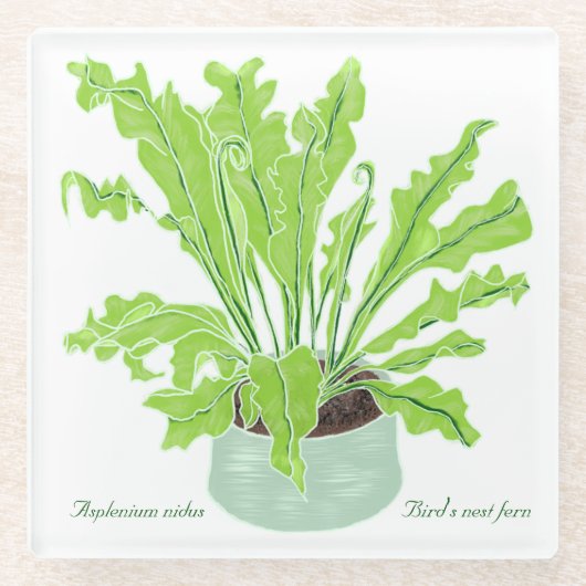 Asplenium Bird's nest fern – 白のスケッチ。 ガラスコースター (正面)