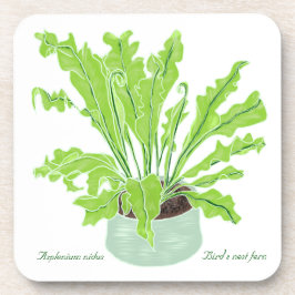 Asplenium Bird's nest fern – 白のスケッチ。 コースター