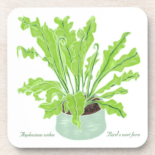 Asplenium Bird's nest fern – 白のスケッチ。 コースター (正面)