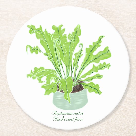 Asplenium Bird's nest fern – 白のスケッチ。 ラウンドペーパーコースター (正面)