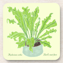 Asplenium Bird's nest fern – 黄色のスケッチ。 コースター