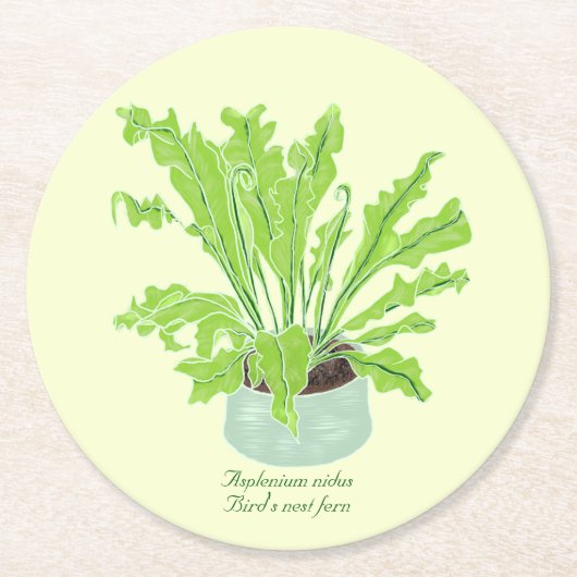 Asplenium Bird's nest fern – 黄色のスケッチ。 ラウンドペーパーコースター (正面)