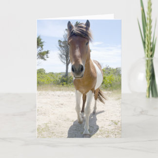 Assateagueの野生の子馬 カード