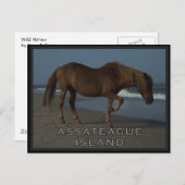 Assateagueの野生の馬1つの郵便はがき ポストカード (正面/裏面)