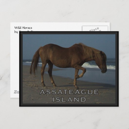 Assateagueの野生の馬1つの郵便はがき ポストカード (正面/裏面)
