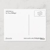 Assateagueの野生の馬1つの郵便はがき ポストカード (裏面)