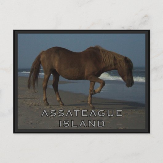 Assateagueの野生の馬1つの郵便はがき ポストカード (正面)