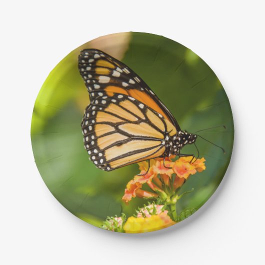 assiette en carton photo papillon sur une fleur ペーパープレート (正面)