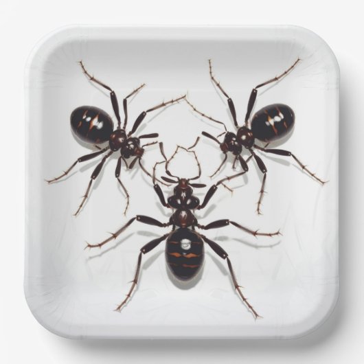 Assiettes en carton  Ant Feast ペーパープレート (正面)