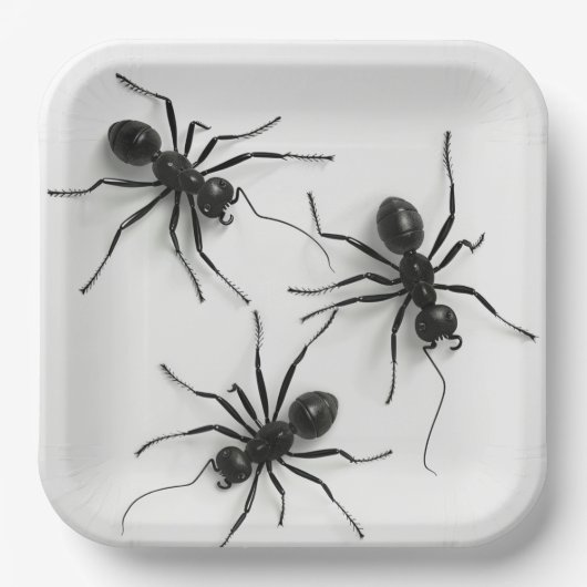 Assiettes en carton Spider Série 4-8 ペーパープレート (正面)