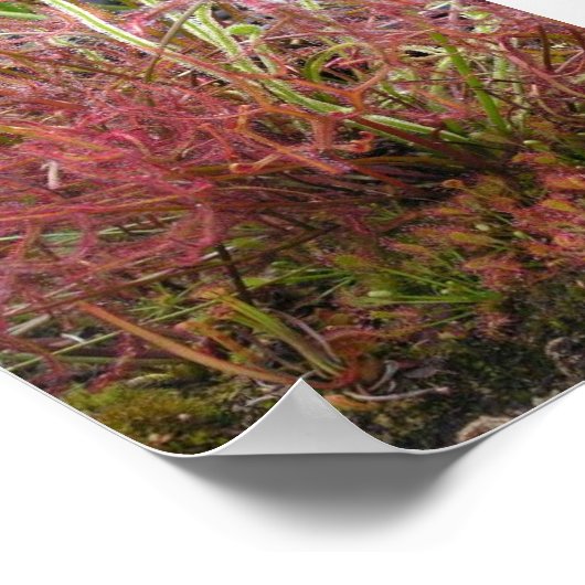 Assorted Sundew (Drosera) Photo Poster ポスター (角)