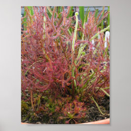 Assorted Sundew (Drosera) Photo Poster ポスター
