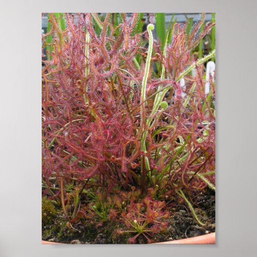 Assorted Sundew (Drosera) Photo Poster ポスター (正面)