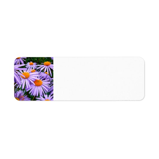 aster-tongolensis-57764トンゴレンシス、自然、 ラベル (正面)