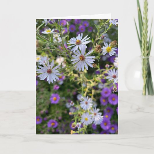 Asters カード (正面)