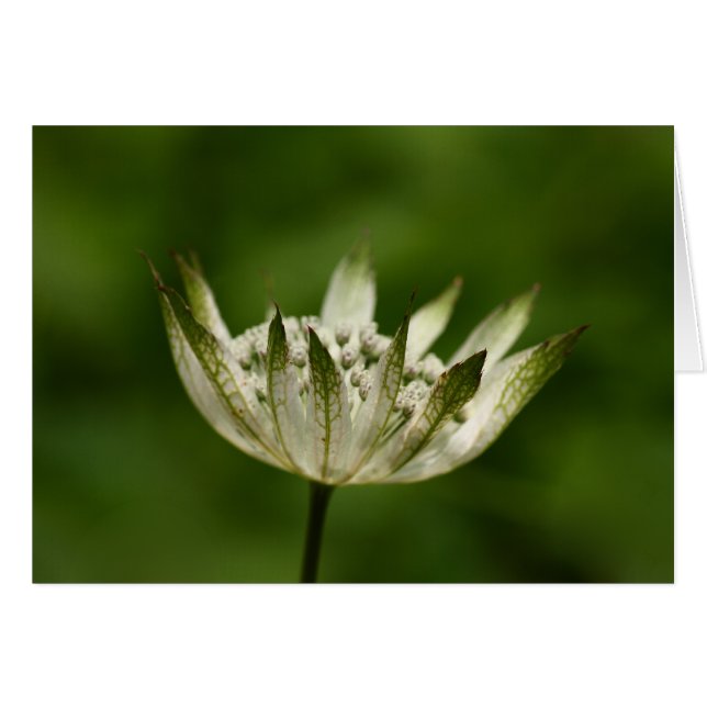 Astrantia (正面横)