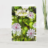 Astrantia Major, The Great Masterwort Blank Card 招待状 (正面)