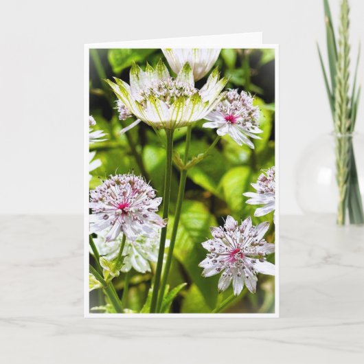Astrantia Major, The Great Masterwort Blank Card 招待状 (正面)