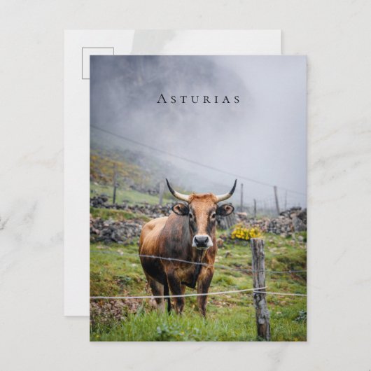 Asturias Mountain Cow Travel ポストカード (正面/裏面)