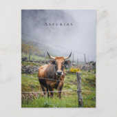 Asturias Mountain Cow Travel ポストカード (正面)