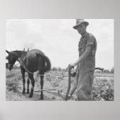 At Work in the Cotton ポスター (正面)