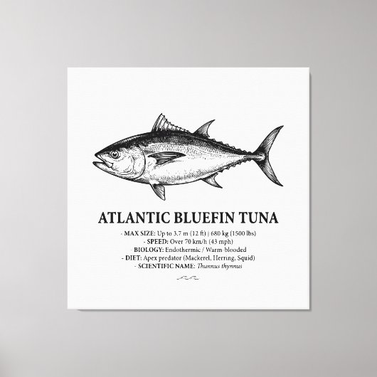 Atlantic Bluefin Tuna Scientific Illustration キャンバスプリント (正面)