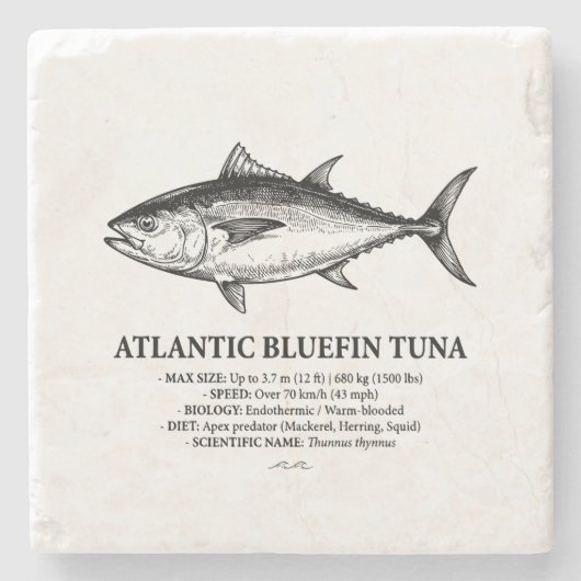 Atlantic Bluefin Tuna Scientific Illustration  ストーンコースター (正面)