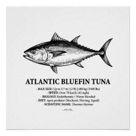 Atlantic Bluefin Tuna Scientific Illustration  ポスター