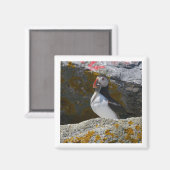 Atlantic Puffin with fish 2x2 magnet マグネット (正面/裏面)