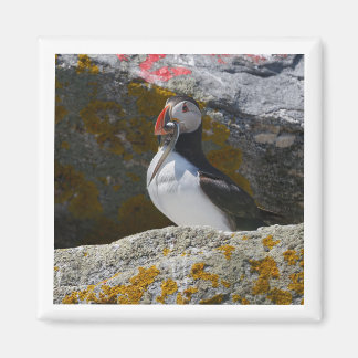 Atlantic Puffin with fish 2x2 magnet マグネット