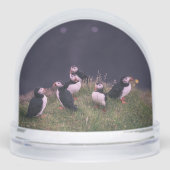 Atlantic Puffins (正面)