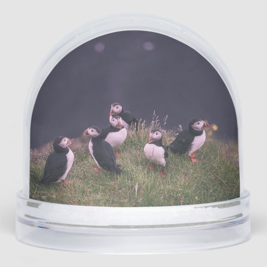 Atlantic Puffins (正面)