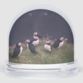 Atlantic Puffins (裏面)