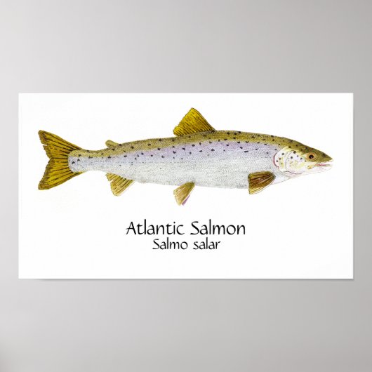 Atlantic Salmon Art ポスター (正面)
