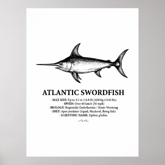 Atlantic Swordfish Scientific Illustration  ポスター (正面)