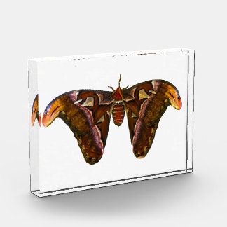 Atlas Moth – スネークヘッド フォトブロック