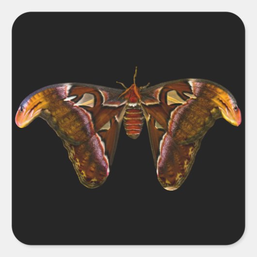 Atlas Moth - Snake Head スクエアシール (正面)