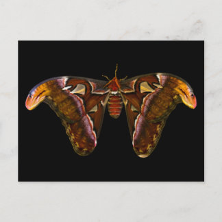 Atlas Moth - Snake Head ポストカード