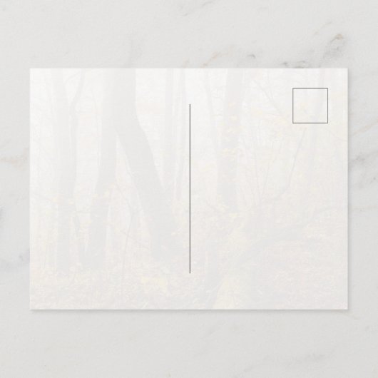 Atmospheric Autumn Forest in Mist ポストカード (裏面)