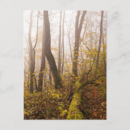 Atmospheric Autumn Forest in Mist ポストカード