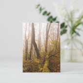 Atmospheric Autumn Forest in Mist ポストカード (スタンド正面)