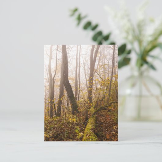 Atmospheric Autumn Forest in Mist ポストカード (スタンド正面)