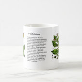 Atropaのベラドンナ コーヒーマグカップ (中央)