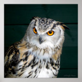 'Attitude' – フクロウ ポスター (正面)